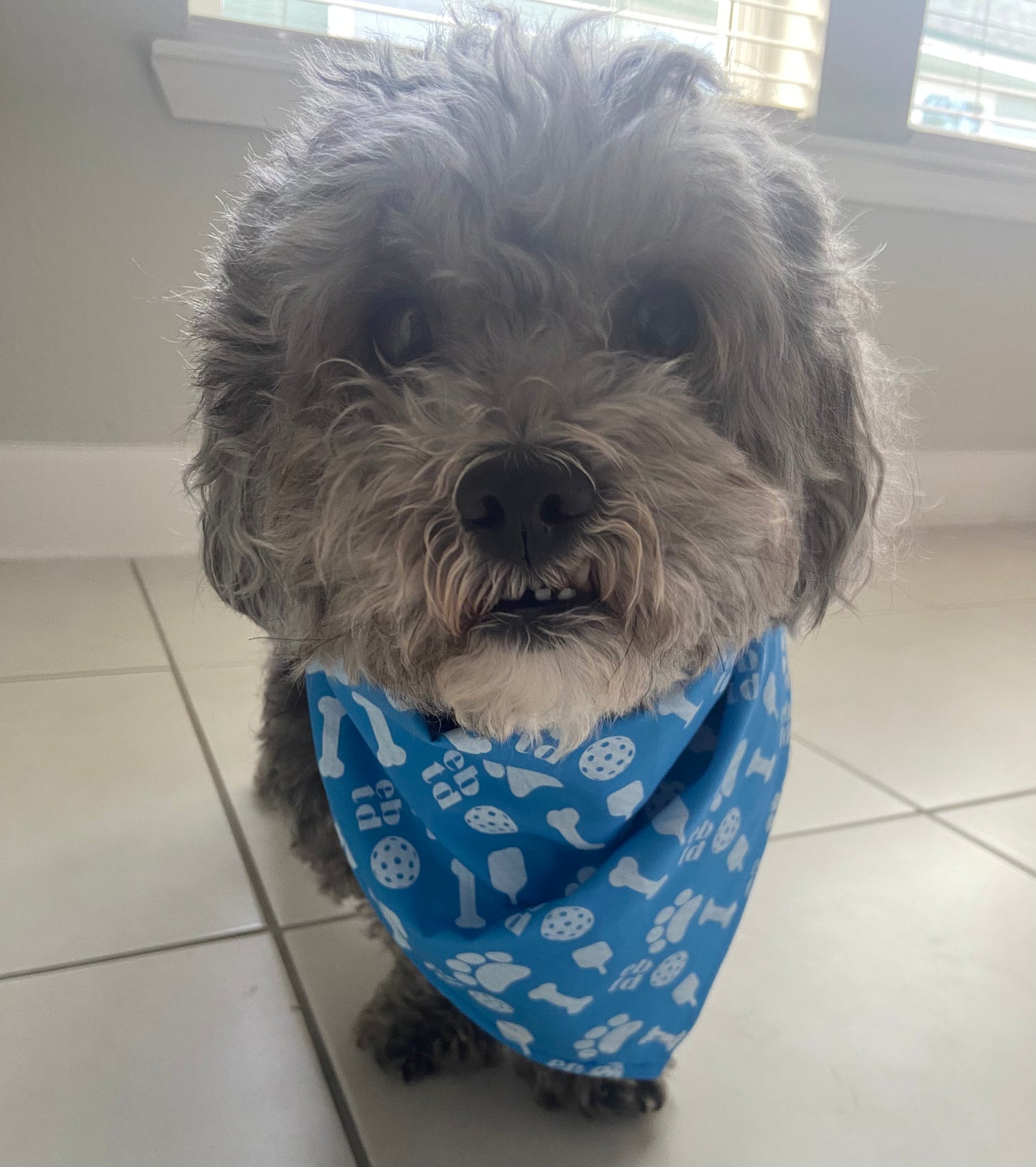 Pet Scarf